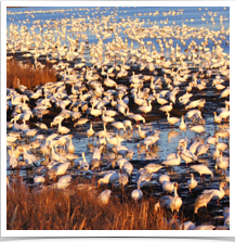 Snow Geese - Flock Snow Geese - Flock